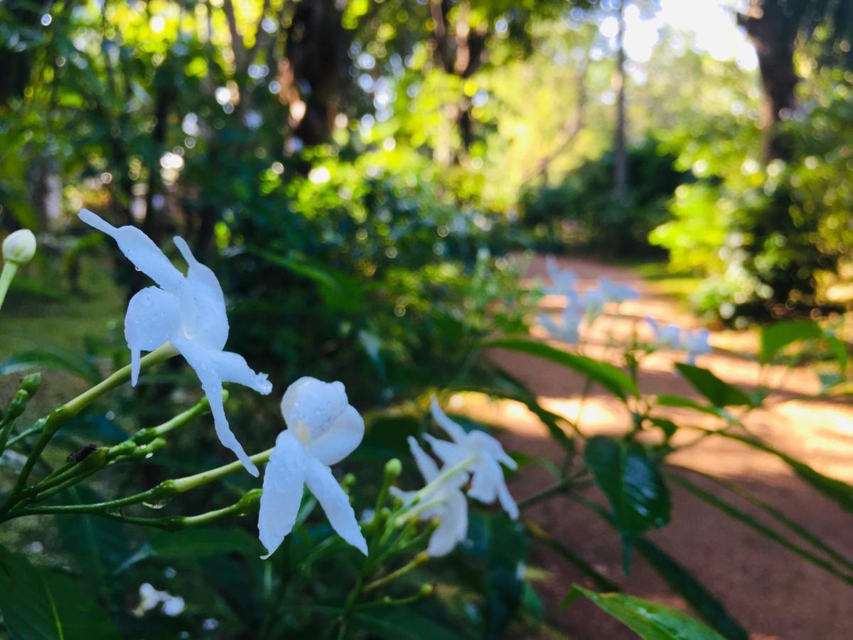 סיגירייה Sigiri Rainbow Lodge מראה חיצוני תמונה